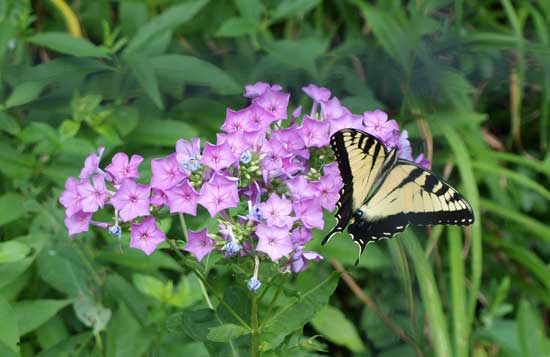 Fall phlox is native to half of the United States, and very popular among butterflies.